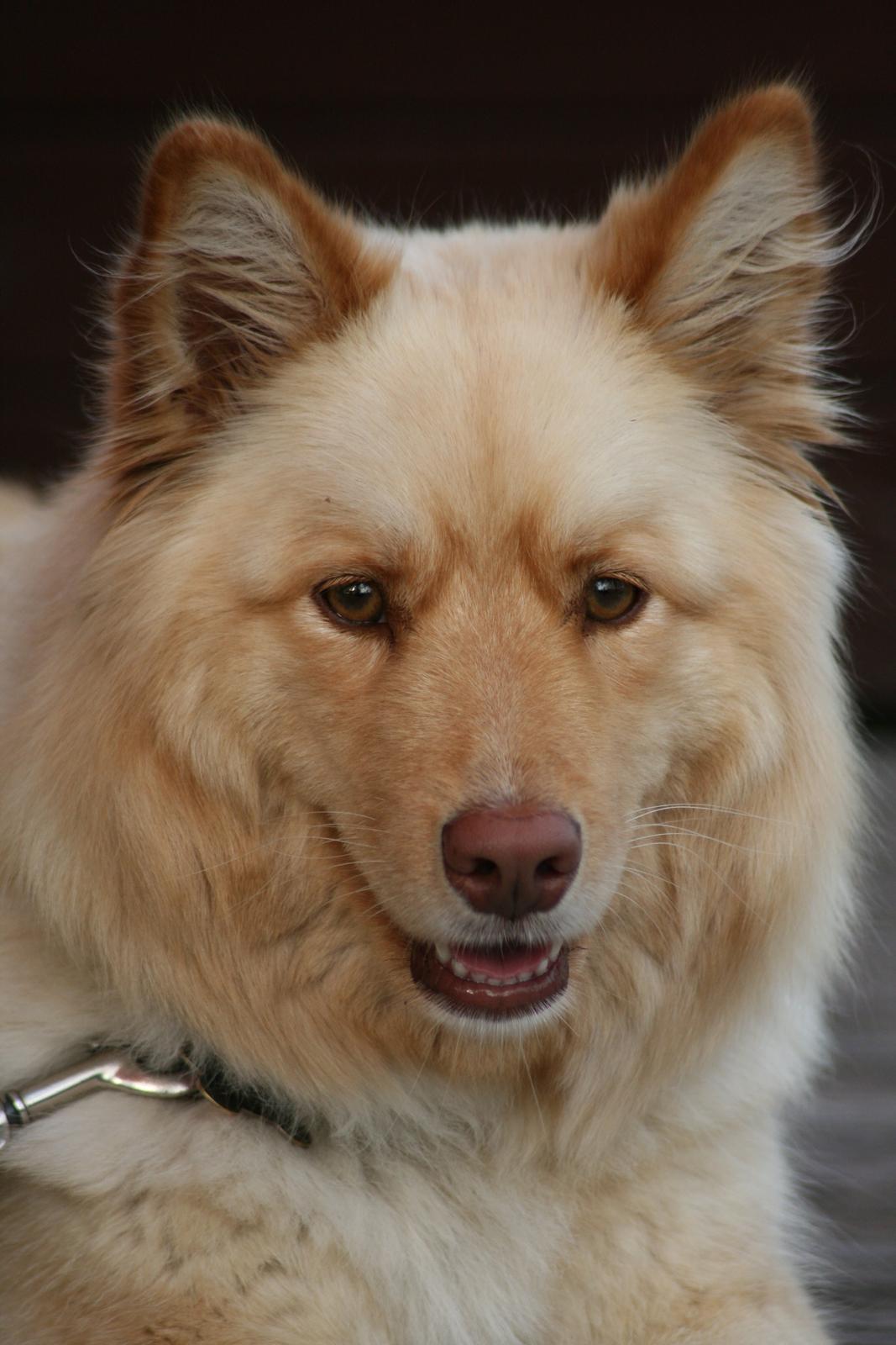 Finsk lapphund Leika (Ramona) billede 24