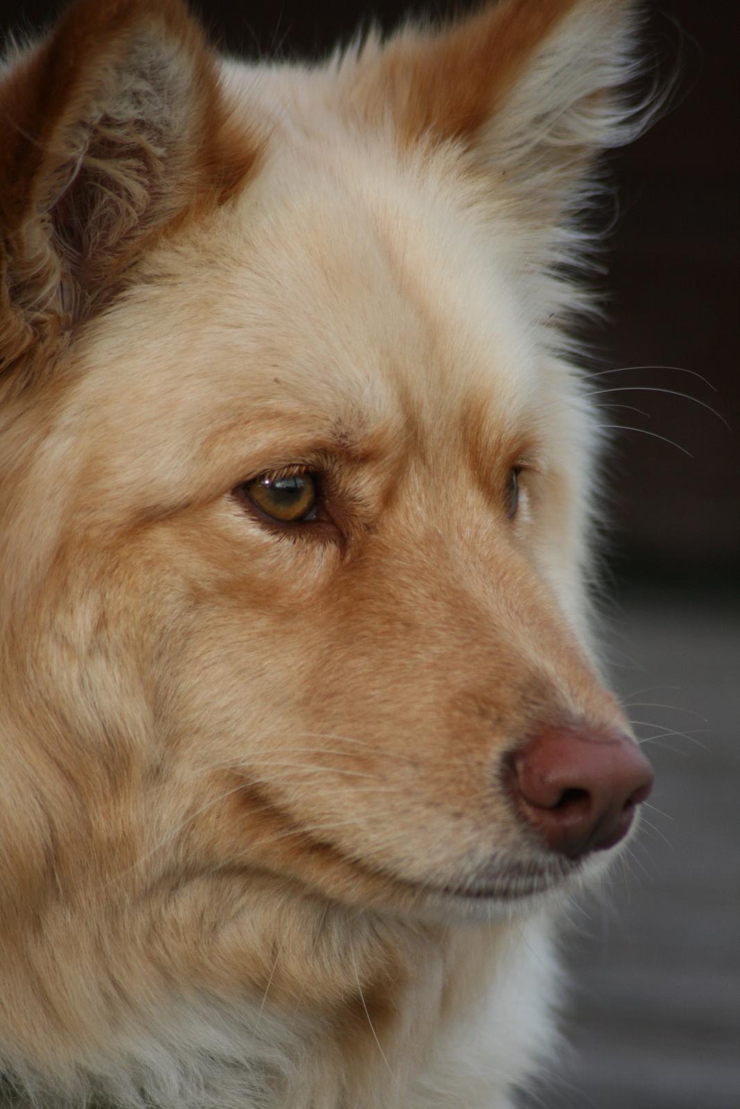 Finsk lapphund Leika (Ramona) billede 1