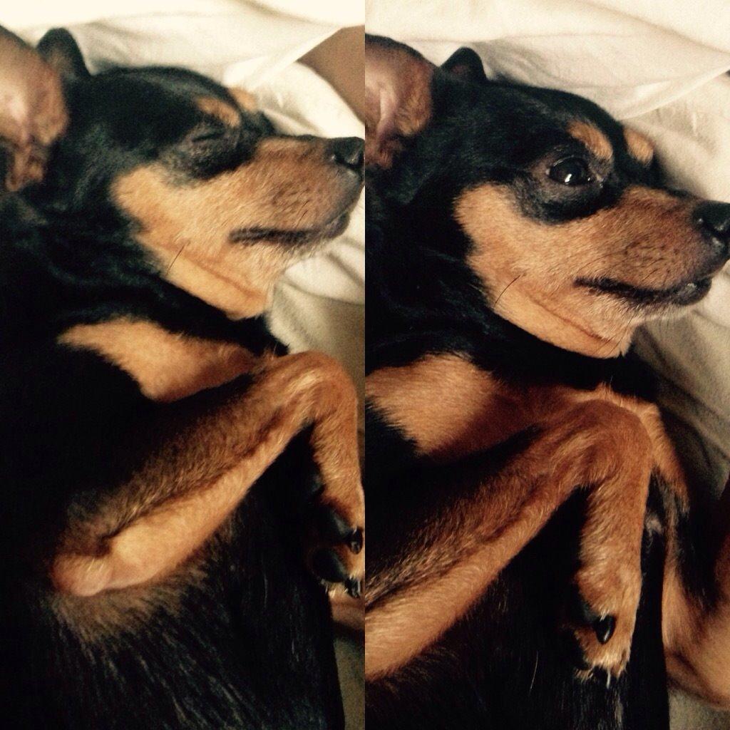 Dvaergpinscher Måns  billede 1