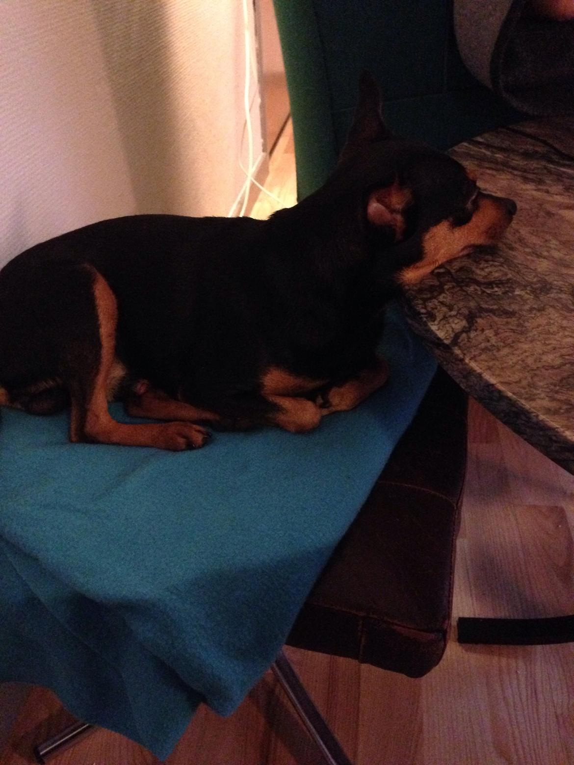 Dvaergpinscher Måns  billede 2