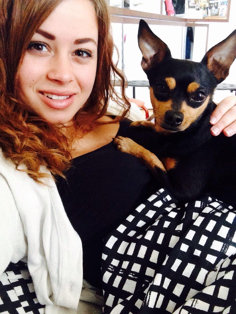 Dvaergpinscher Måns  billede 3