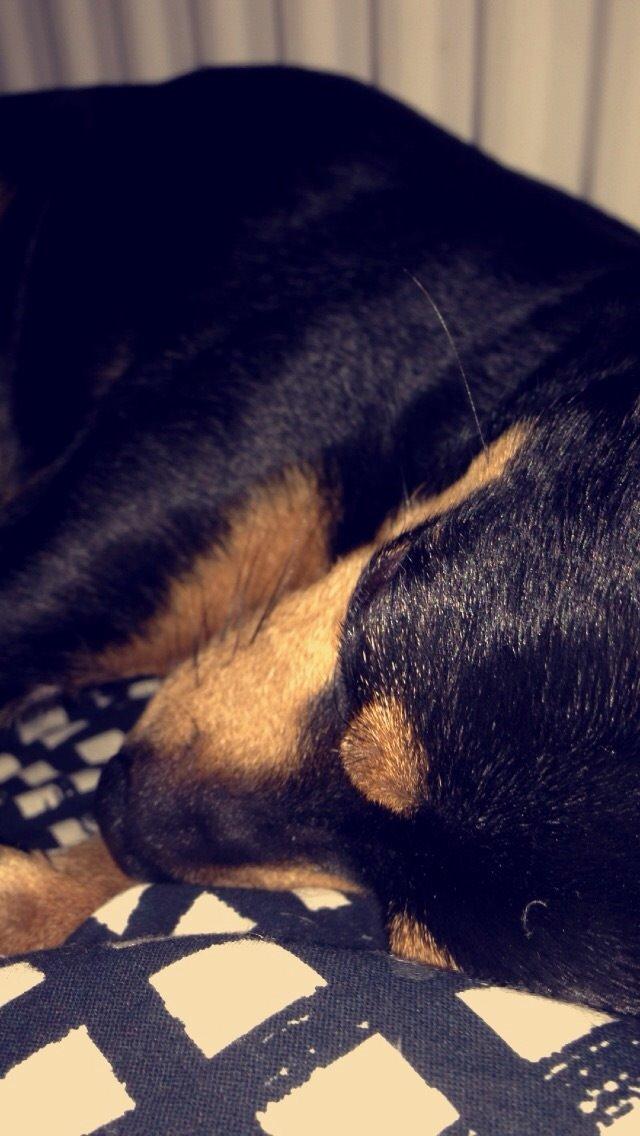 Dvaergpinscher Måns  billede 4