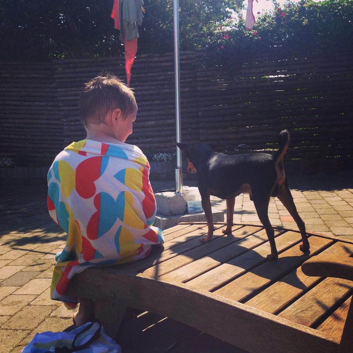 Dvaergpinscher Måns  billede 6