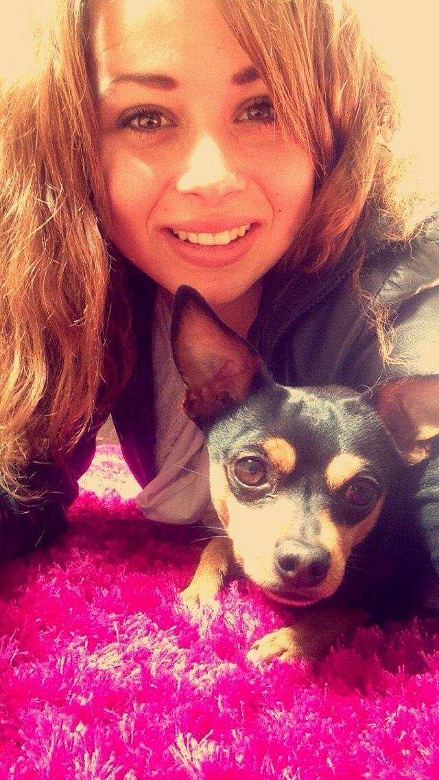 Dvaergpinscher Måns  billede 7