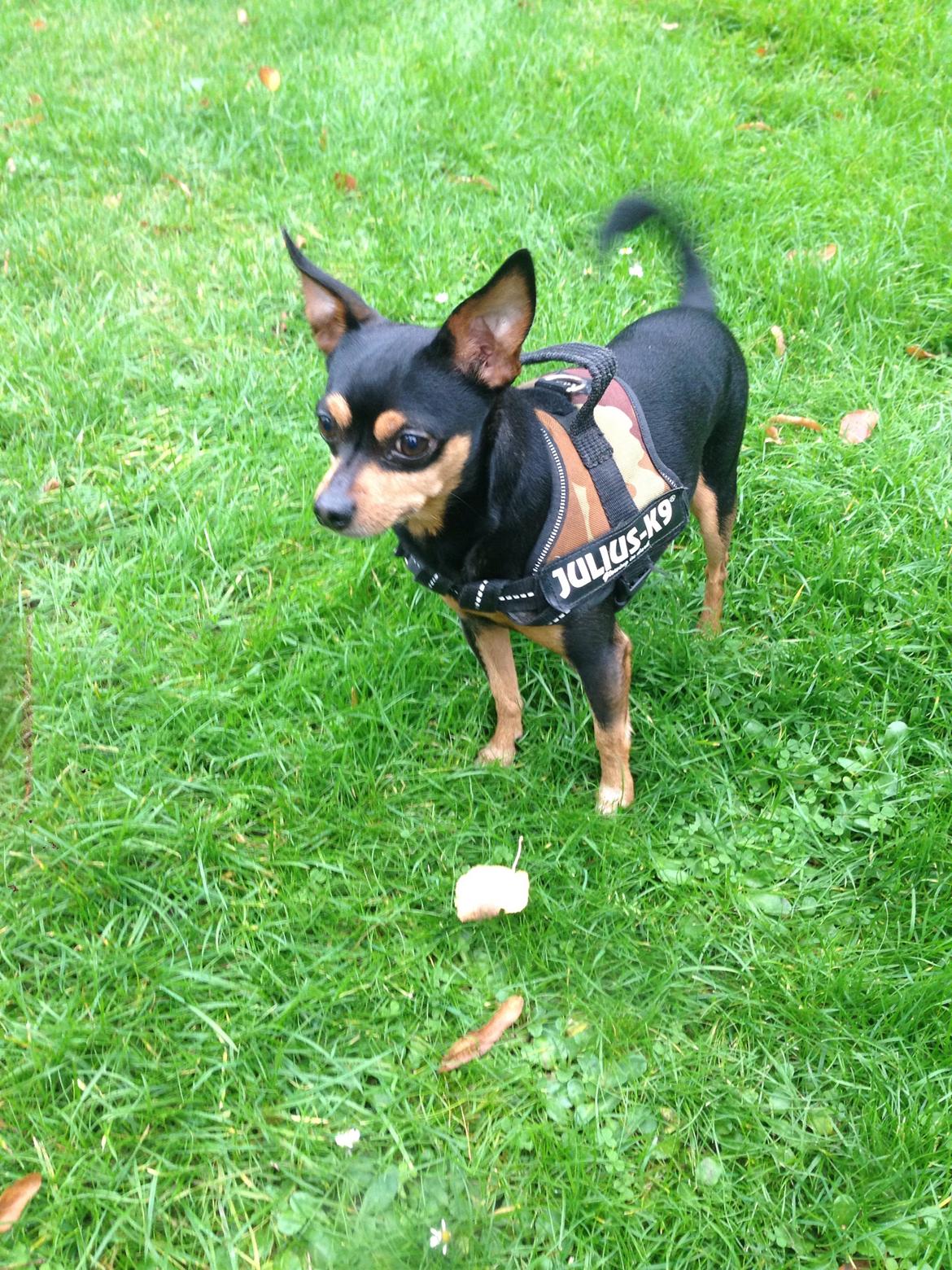 Dvaergpinscher Måns  billede 8