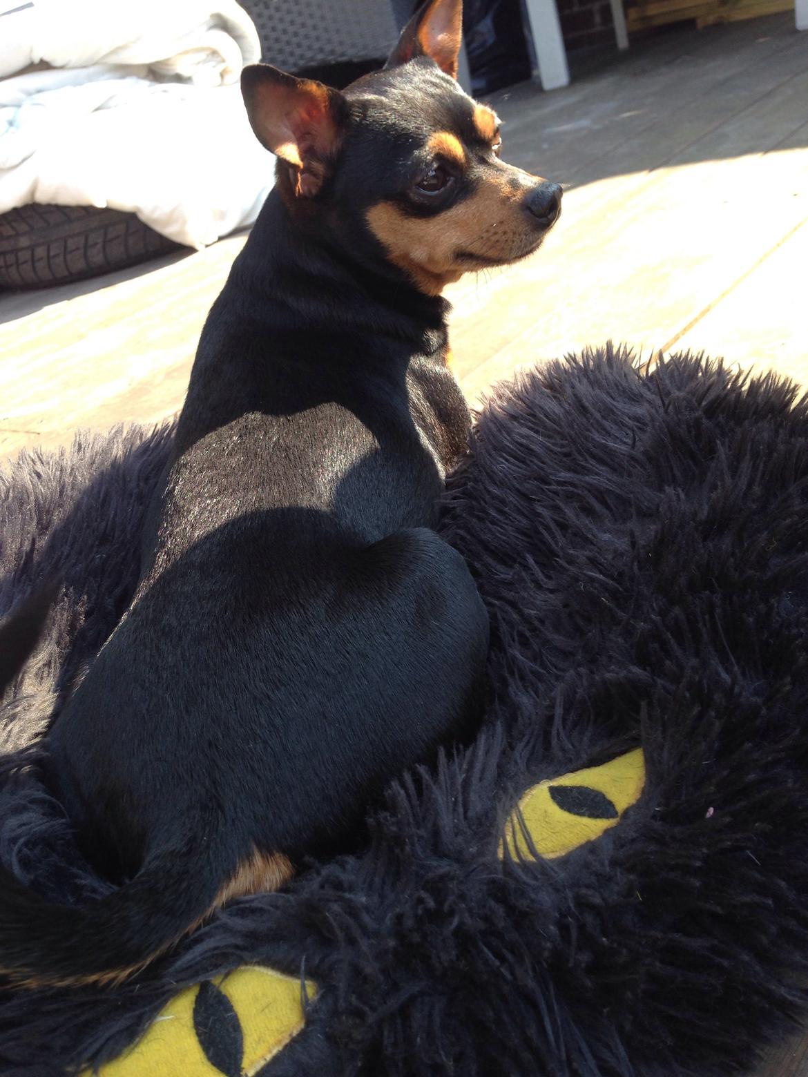 Dvaergpinscher Måns  billede 9