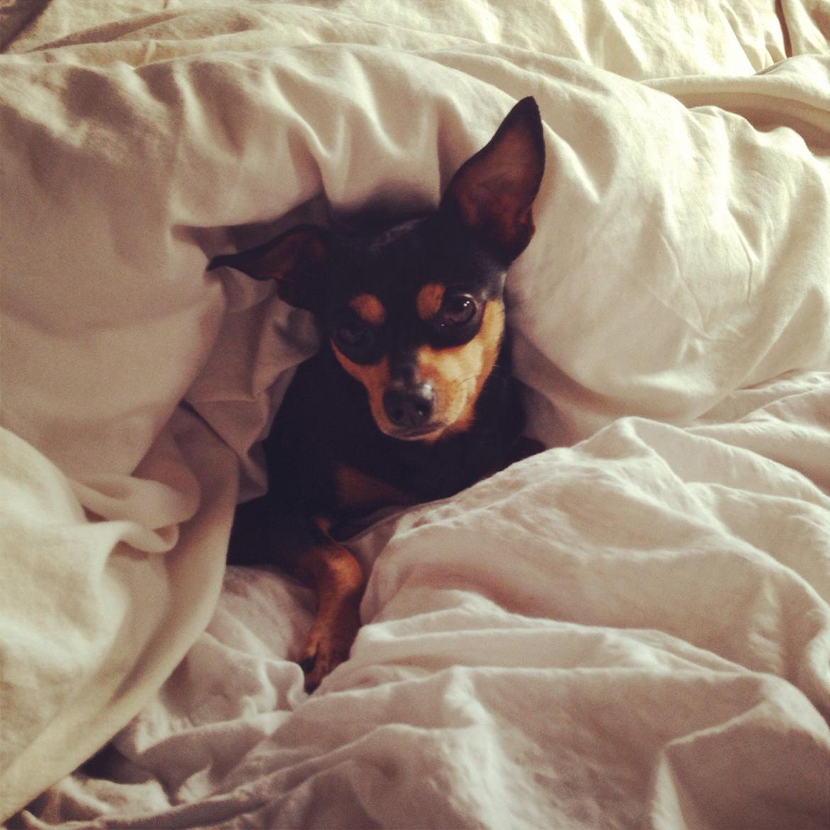 Dvaergpinscher Måns  billede 10