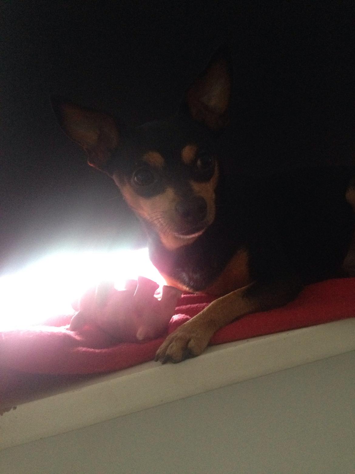 Dvaergpinscher Måns  billede 11