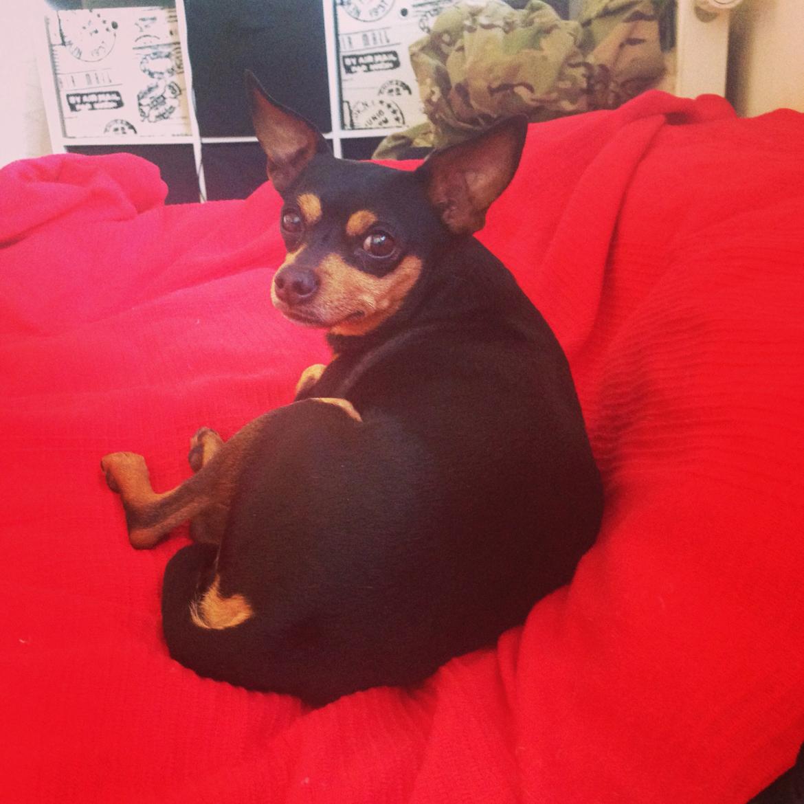 Dvaergpinscher Måns  billede 13