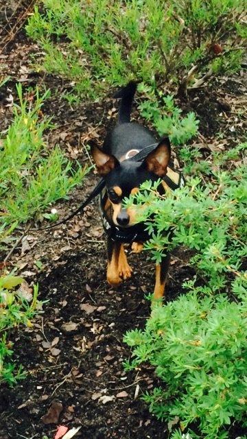 Dvaergpinscher Måns  billede 12