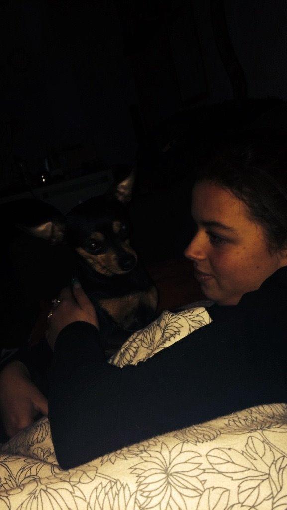 Dvaergpinscher Måns  billede 14