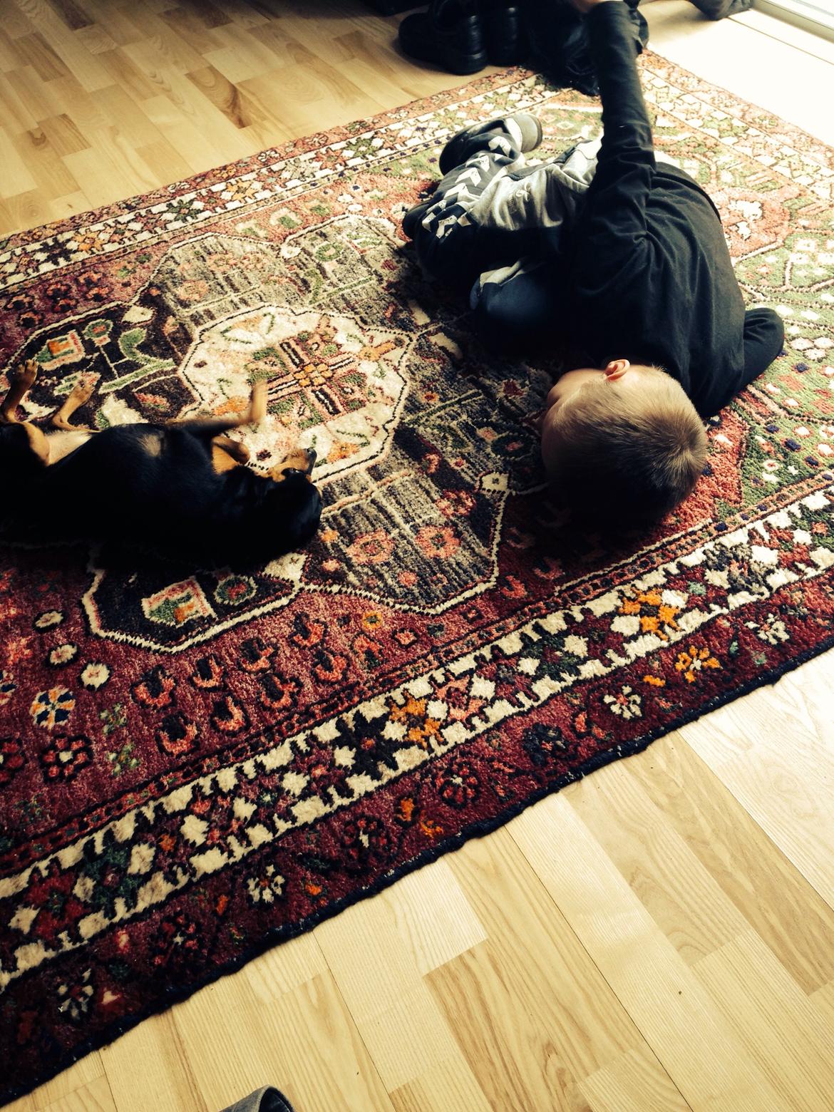 Dvaergpinscher Måns  billede 15