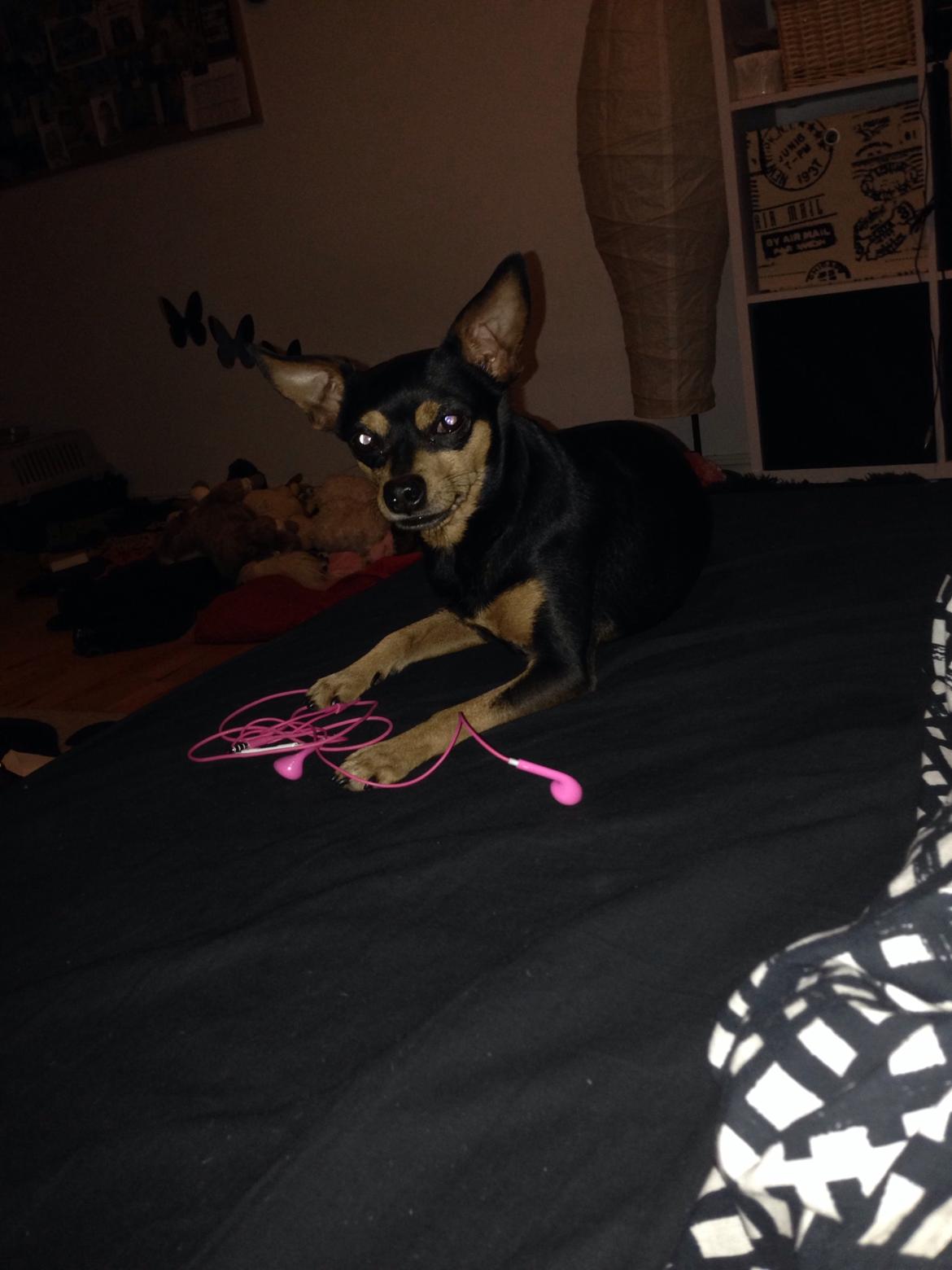 Dvaergpinscher Måns  billede 16