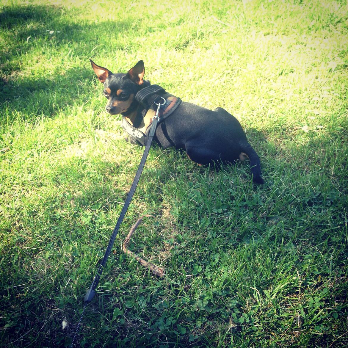 Dvaergpinscher Måns  billede 18