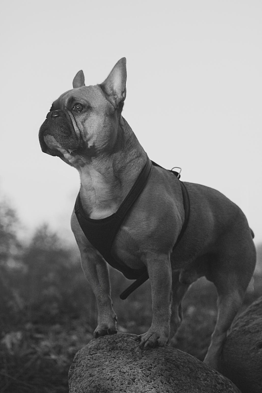 Fransk bulldog Mojo billede 21