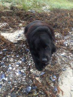 Newfoundlænder Balder billede 2