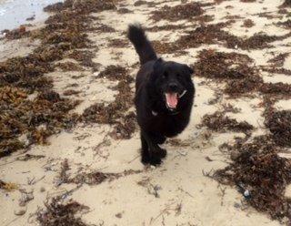 Newfoundlænder Balder billede 3