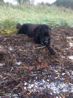 Newfoundlænder Balder billede 4