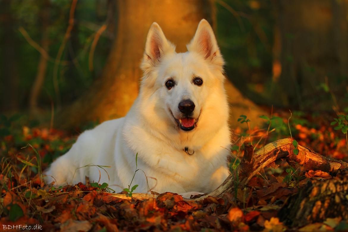 Hvid schæfer Niki billede 1