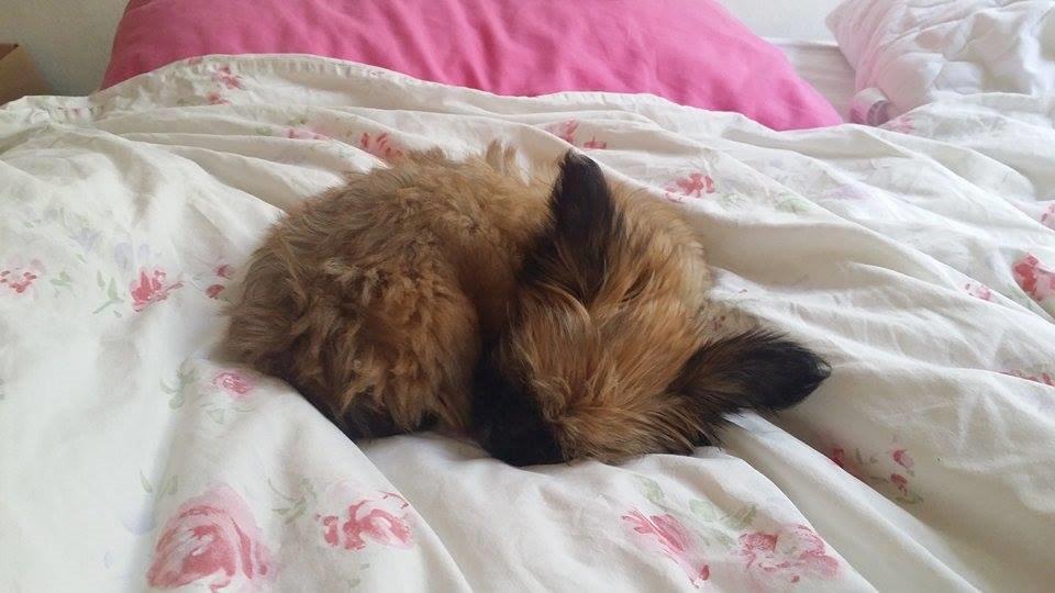 Blanding af racer Viggo - Efter søndagens cotontræf er Viggo træt :)   Han sov i 3 timer billede 2