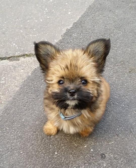 Blanding af racer Viggo - Viggo 3 måneder billede 1