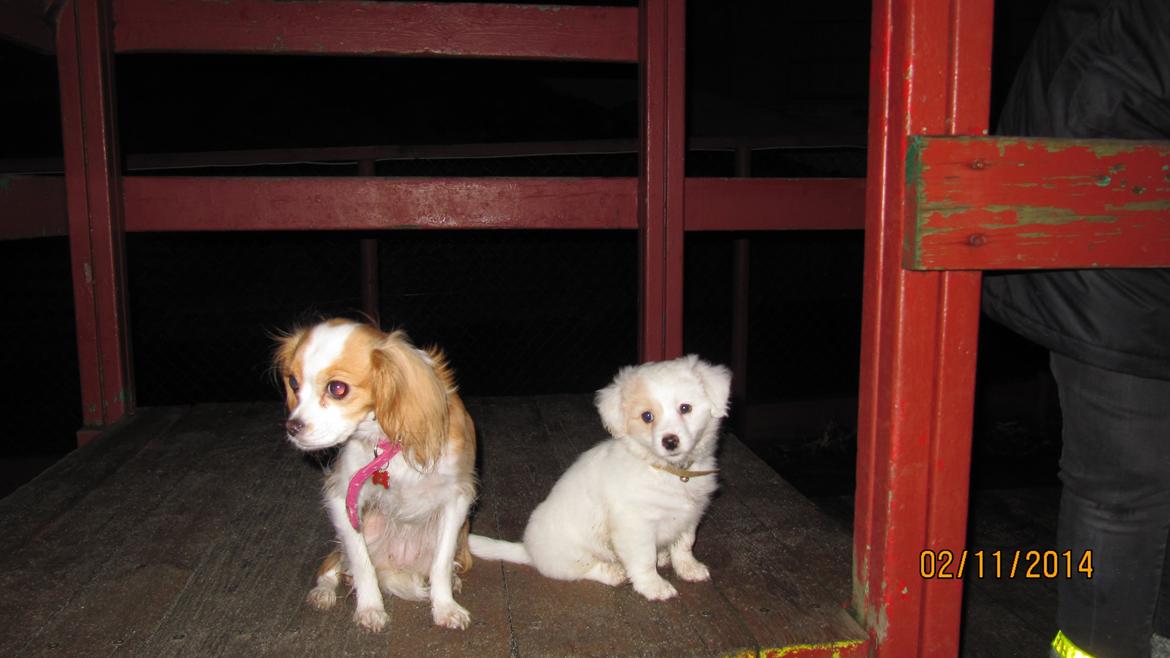 Blanding af racer Mickey R.I.P billede 8