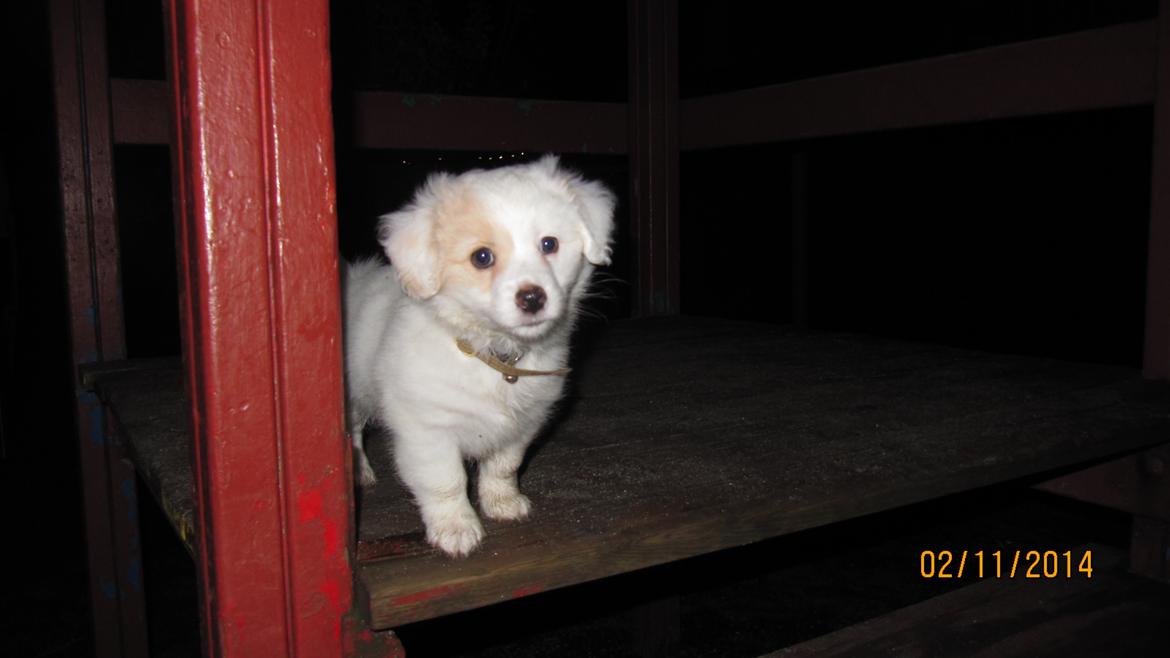 Blanding af racer Mickey R.I.P billede 9