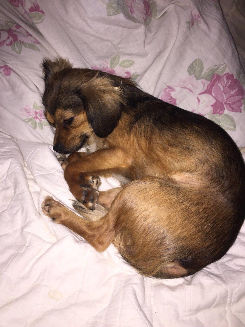 Blanding af racer Luna billede 34