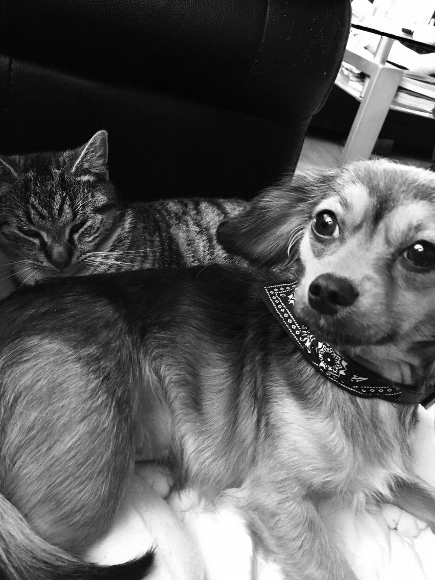 Blanding af racer Luna billede 35