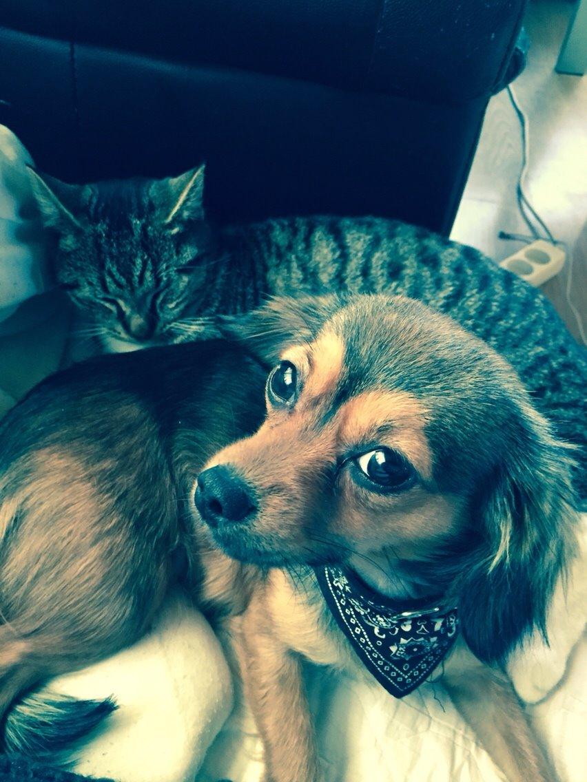 Blanding af racer Luna billede 36