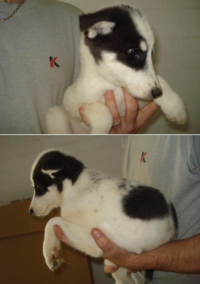 Alaskan husky Nikita billede 1