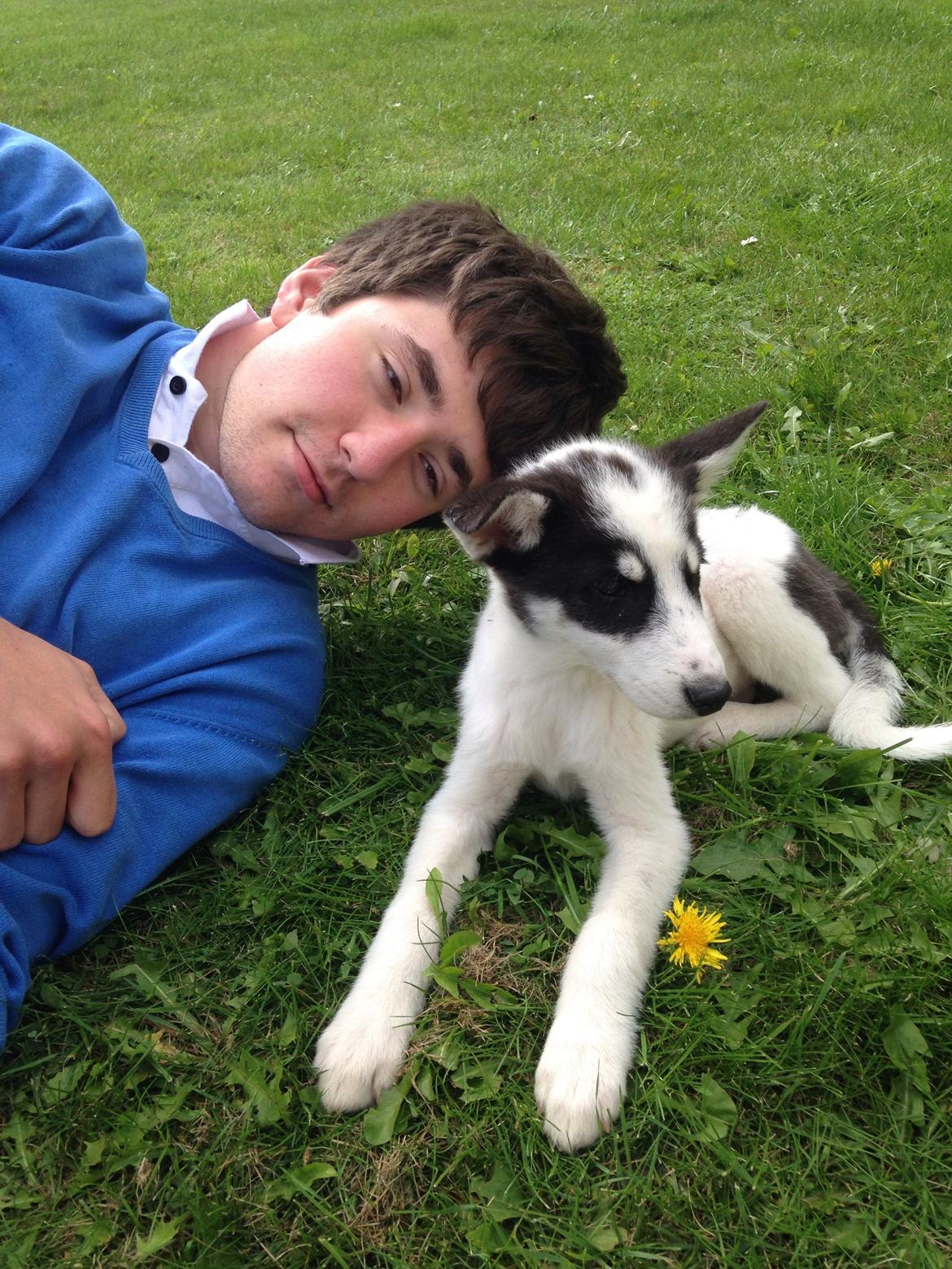 Alaskan husky Nikita billede 2