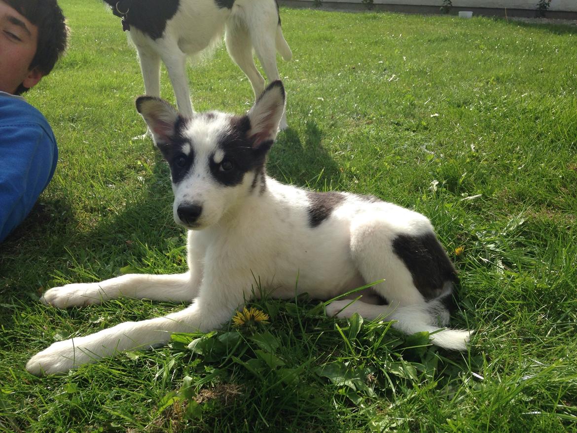 Alaskan husky Nikita billede 3