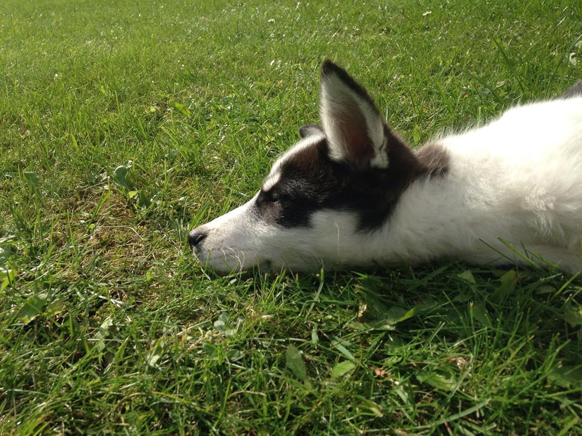 Alaskan husky Nikita billede 4