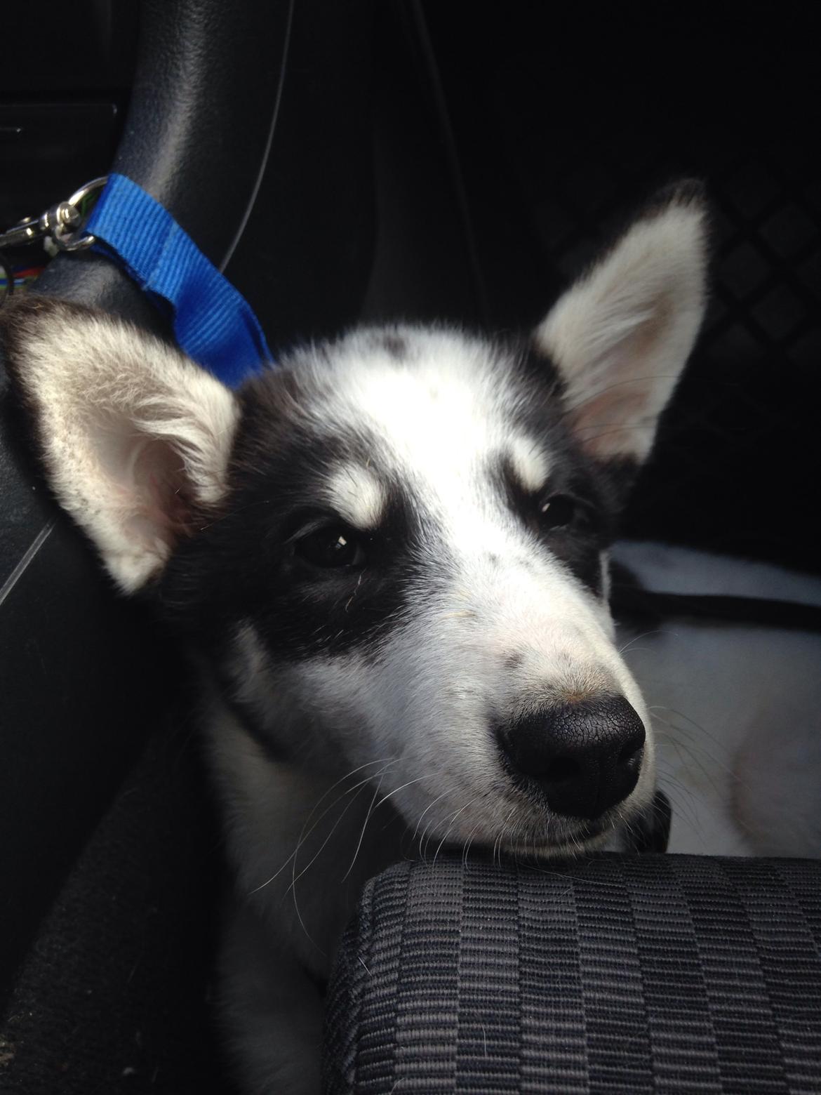 Alaskan husky Nikita billede 5