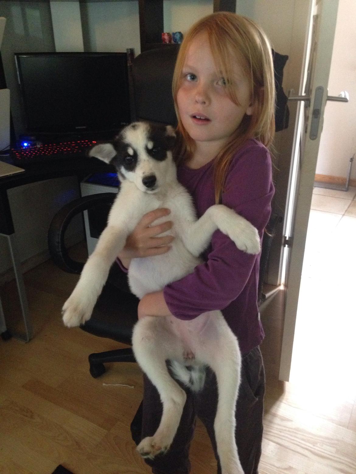 Alaskan husky Nikita billede 6