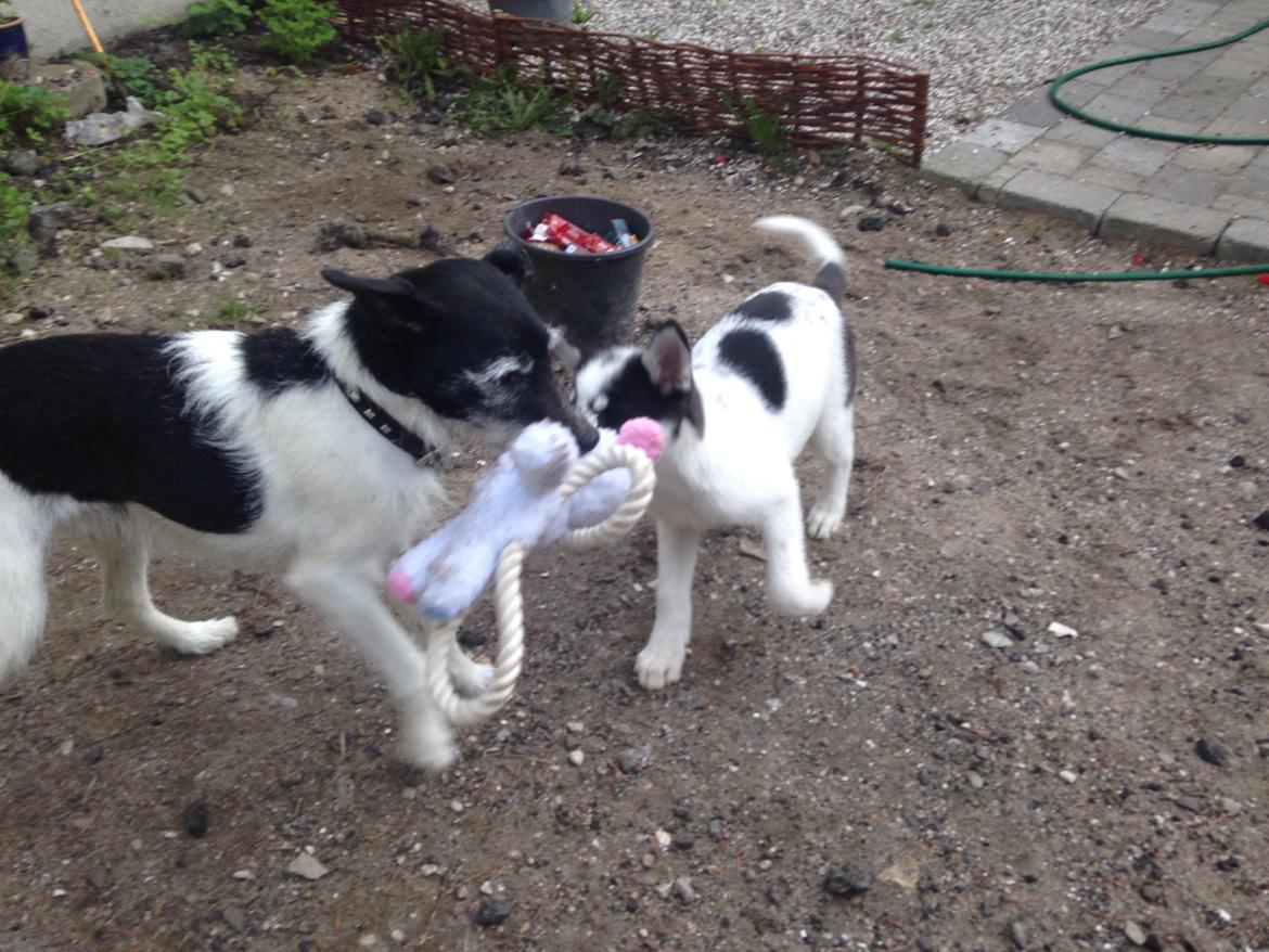 Alaskan husky Nikita billede 7