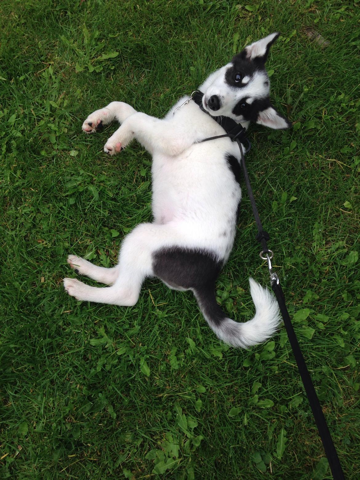 Alaskan husky Nikita billede 9