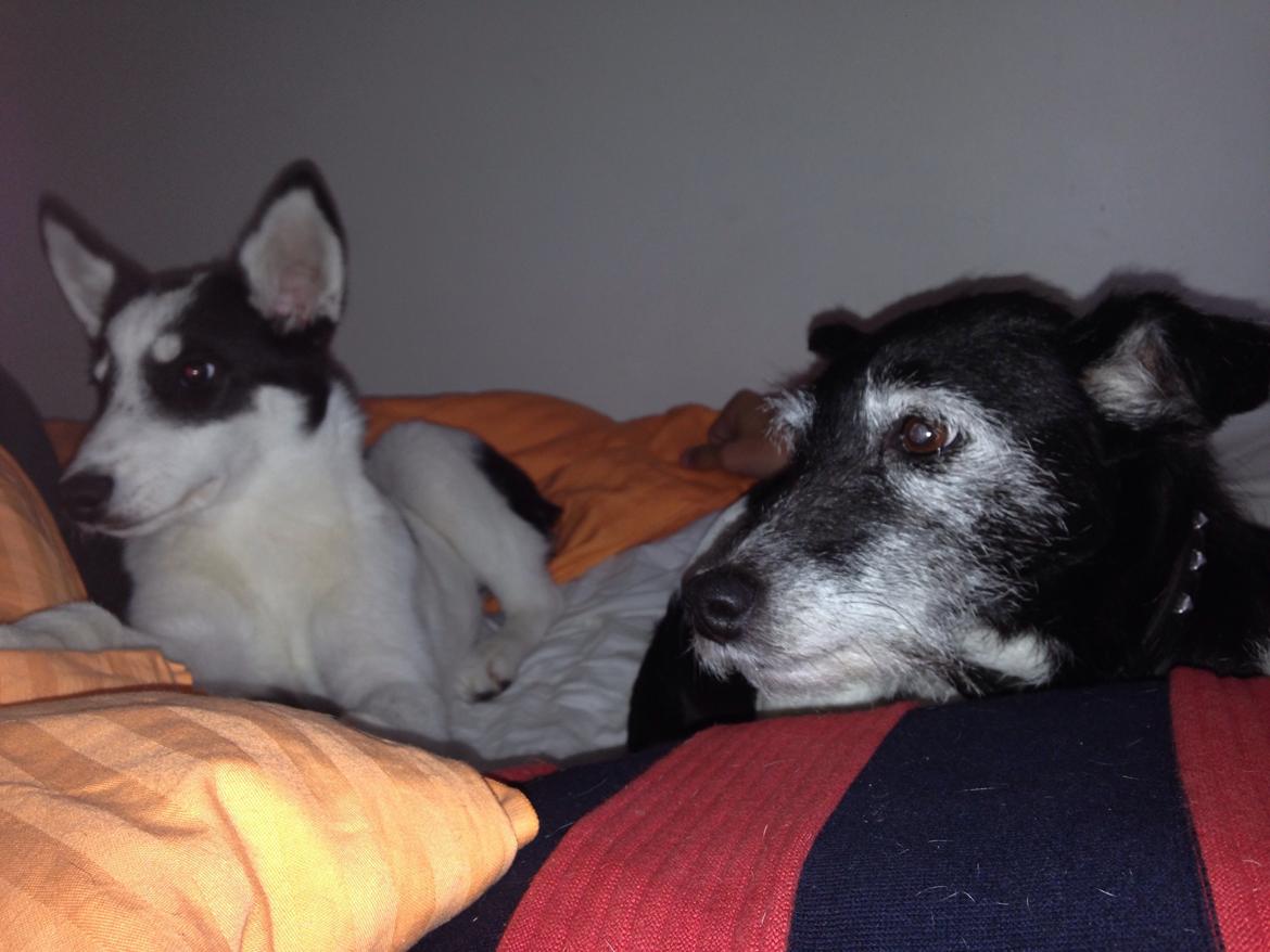 Alaskan husky Nikita billede 11