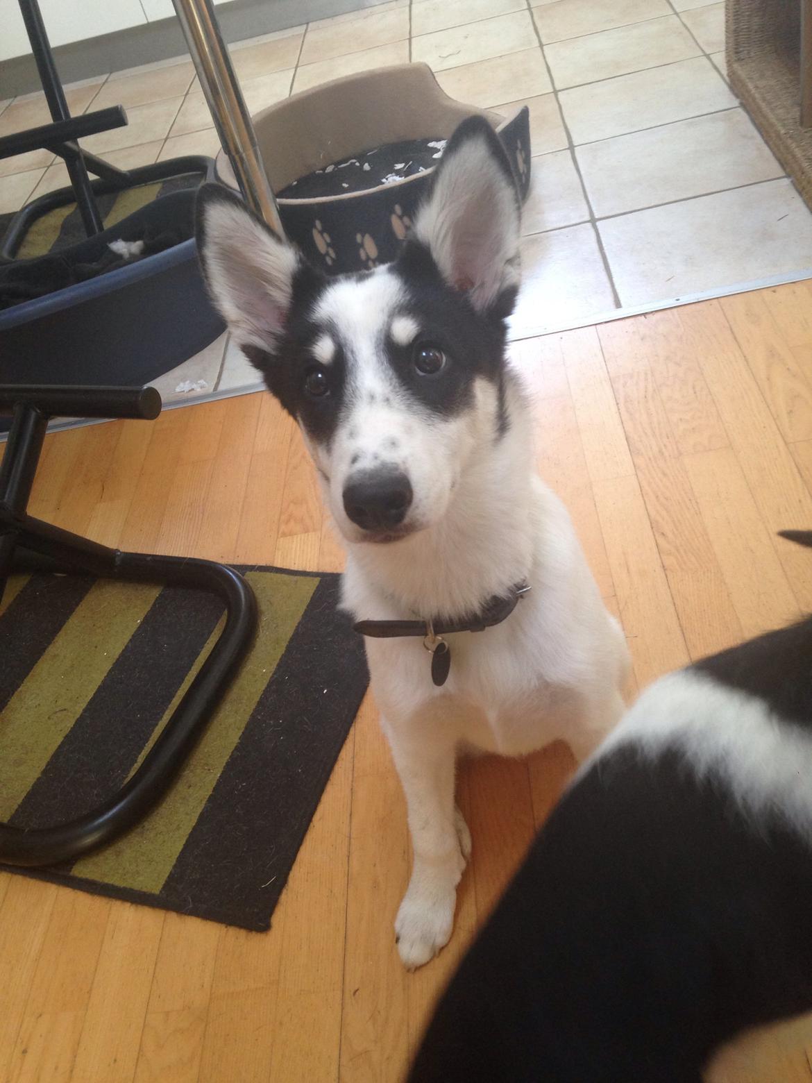 Alaskan husky Nikita billede 13