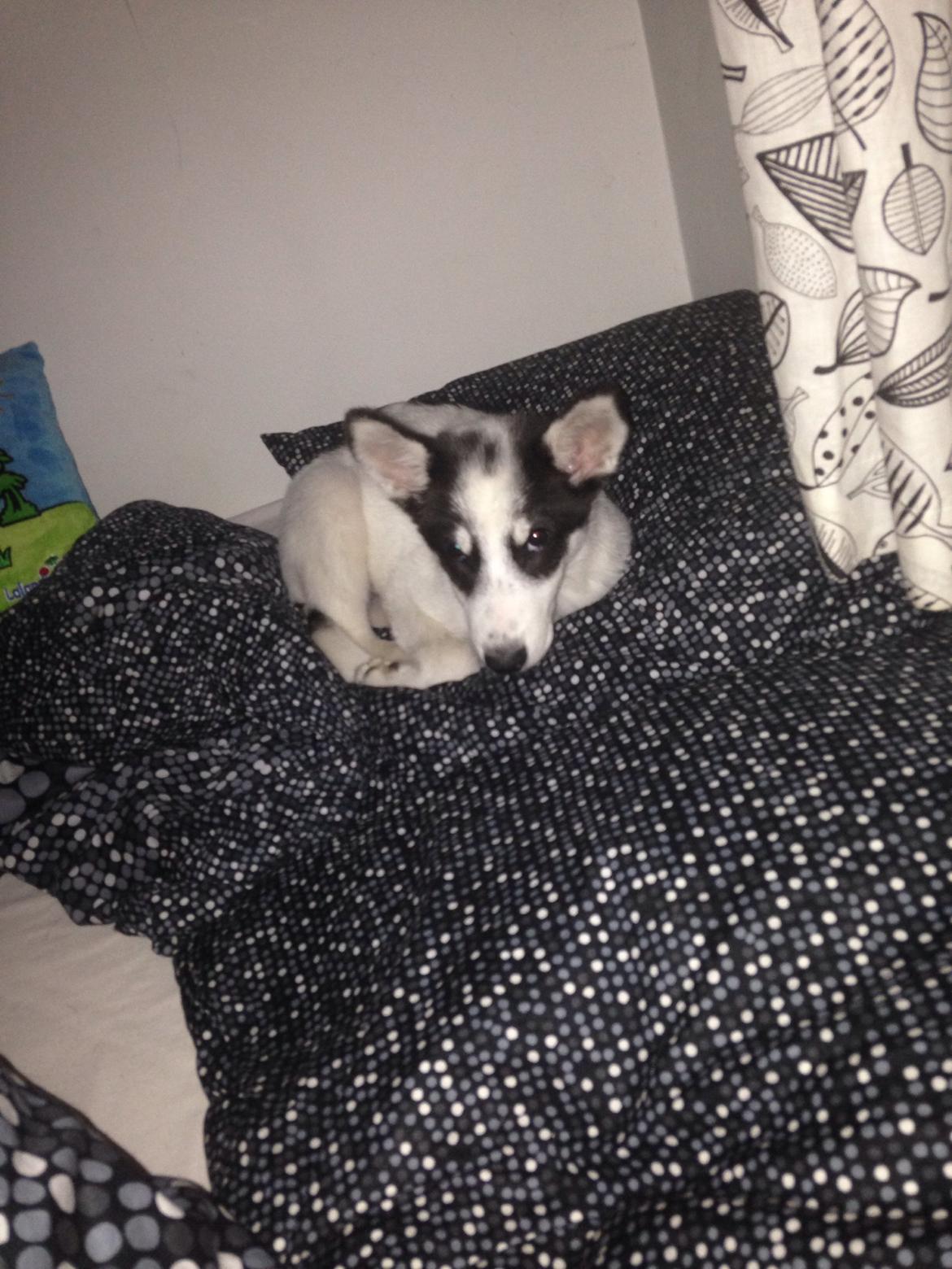 Alaskan husky Nikita billede 12