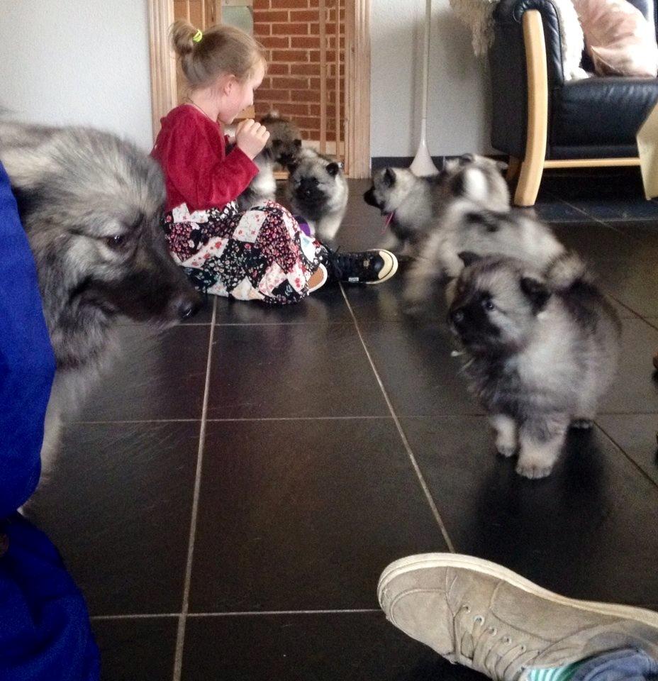 Keeshond Karma billede 4