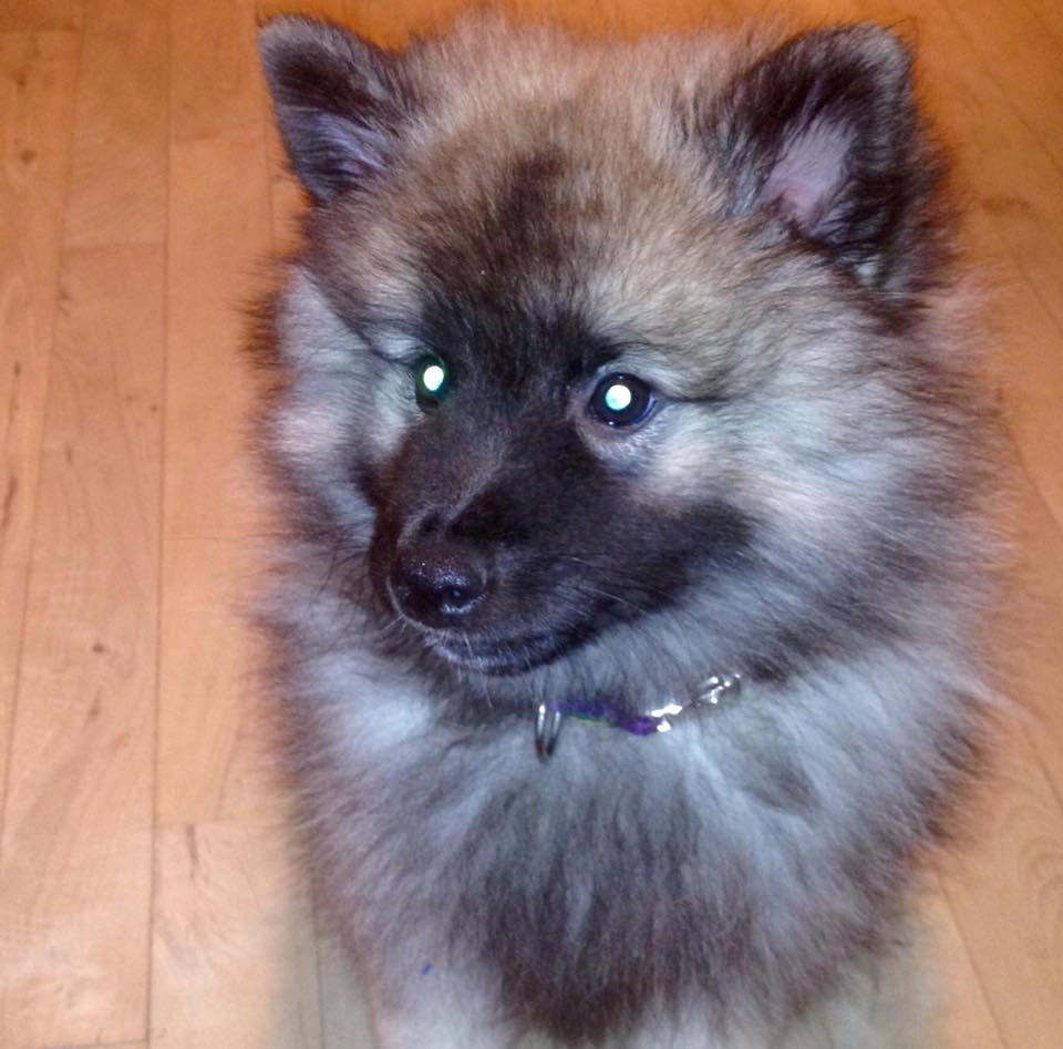 Keeshond Karma billede 2