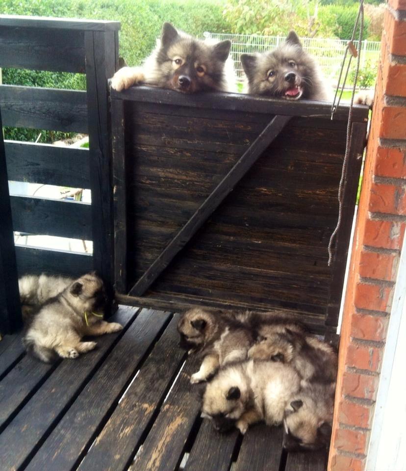 Keeshond Karma billede 5