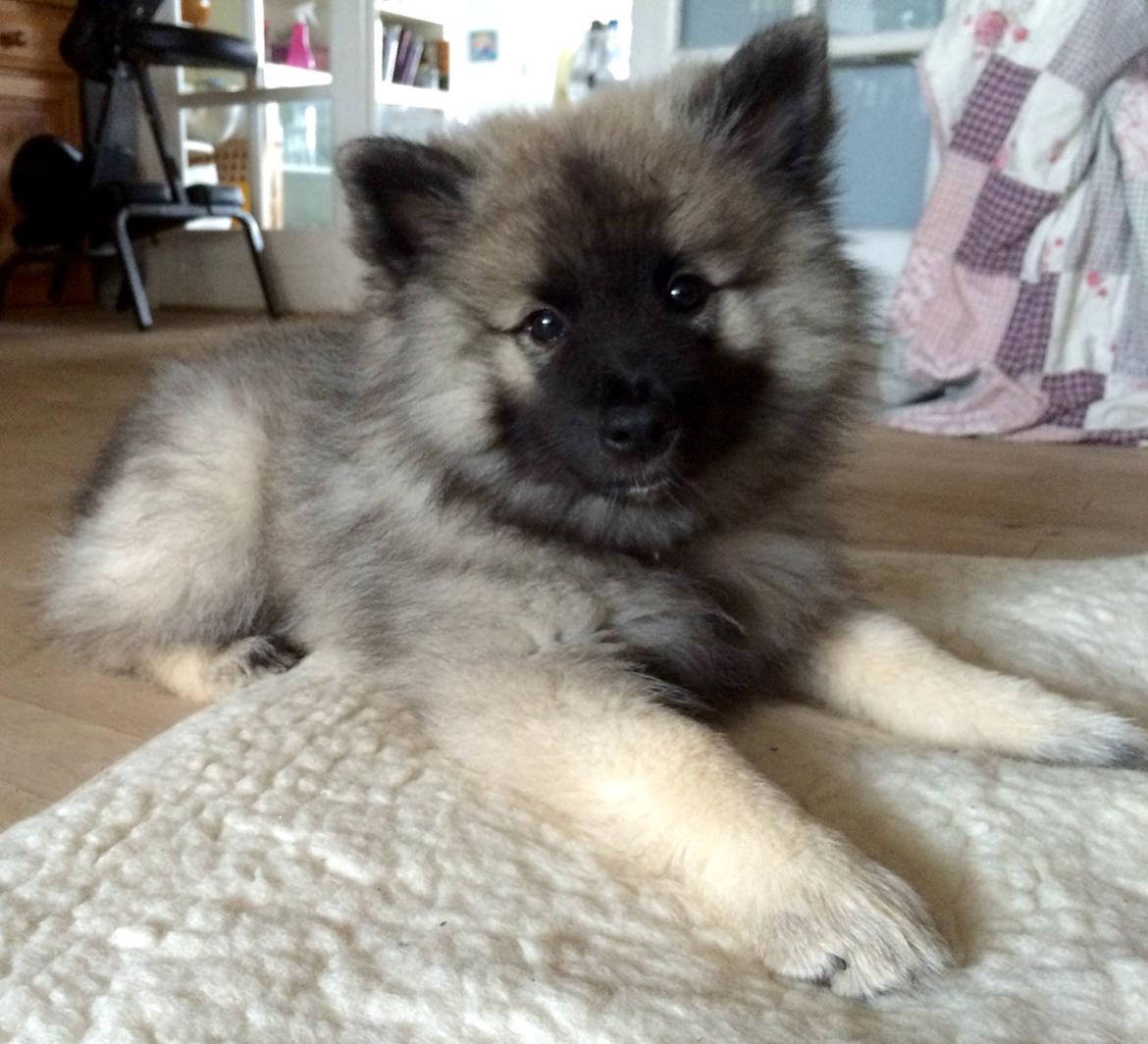 Keeshond Karma billede 1