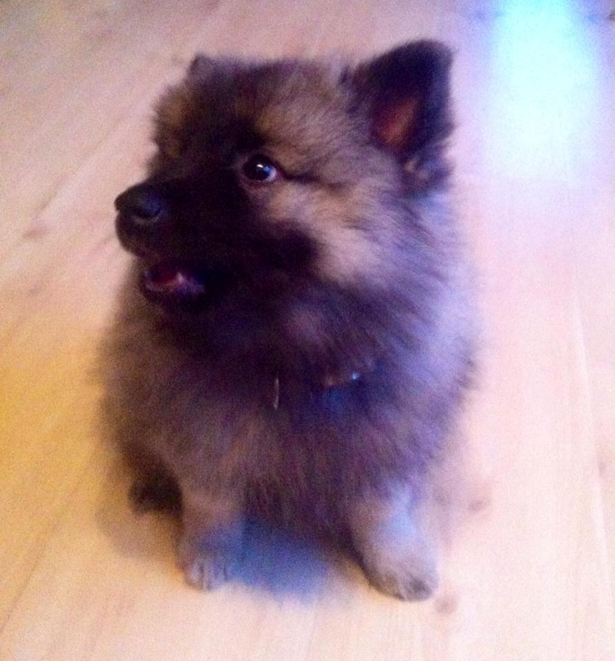 Keeshond Karma billede 3