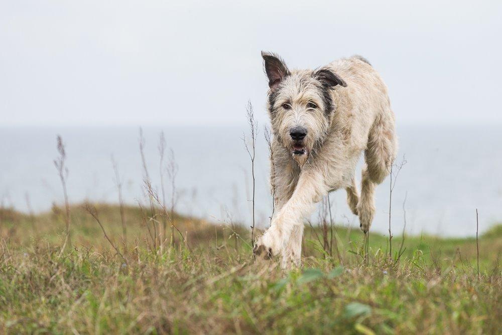 Irsk ulvehund Morgan - 07.11.2014 billede 9
