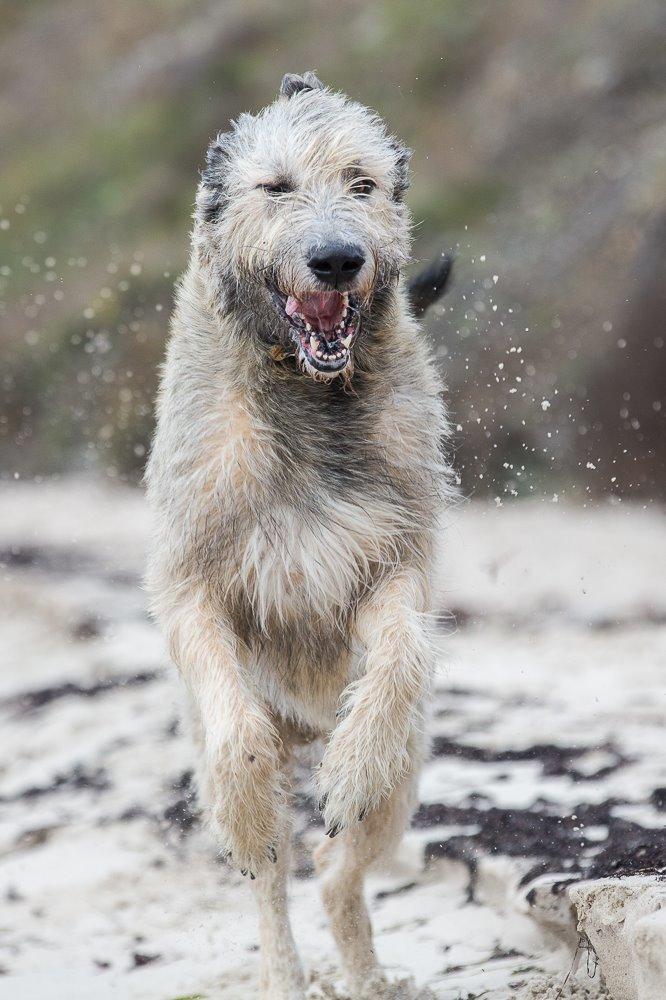 Irsk ulvehund Morgan - 07.11.2014 billede 10