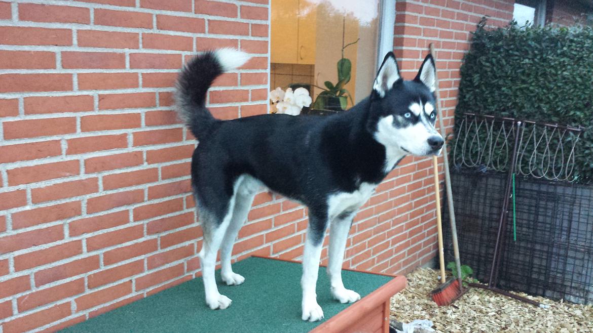 Siberian husky Diesel billede 38
