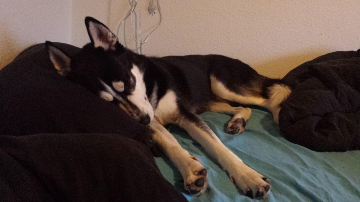 Siberian husky Diesel billede 39